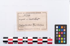 Foto von Eisenpfeilspitze (NHMW-PRAE-051277)